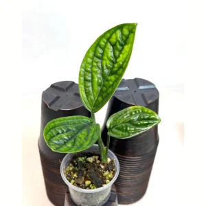 Monstera Peru Live Plant - Rare Collector Houseplant in Nursery Pot - Image 1