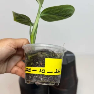 Monstera Peru Live Plant - Rare Collector Houseplant in Nursery Pot - Image 4