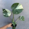 Monstera Thai Constellation Live Plant – 4 inch Grow Pot – Variegated Houseplant - Image 1