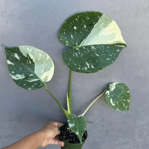 Monstera Thai Constellation Live Plant – 4 inch Grow Pot – Variegated Houseplant - Image 2