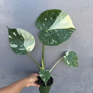 Monstera Thai Constellation Live Plant – 4 inch Grow Pot – Variegated Houseplant - Image 1