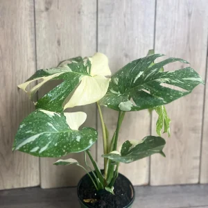 Monstera Thai Constellation Live Plant – 6 inch Pot – Indoor Variegated Houseplant - Image 3