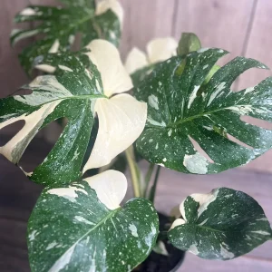 Monstera Thai Constellation Live Plant – 6 inch Pot – Indoor Variegated Houseplant - Image 1