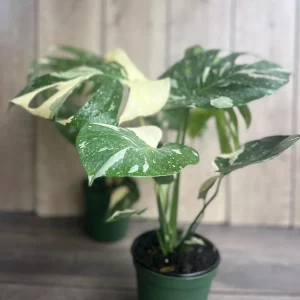 Monstera Thai Constellation Live Plant – 6 inch Pot – Indoor Variegated Houseplant - Image 5