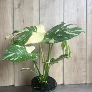 Monstera Thai Constellation Live Plant – 6 inch Pot – Indoor Variegated Houseplant - Image 6