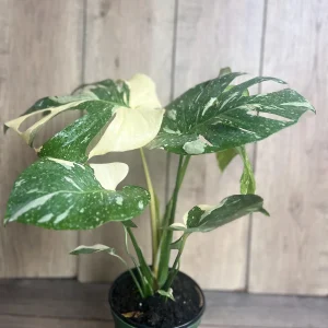 Monstera Thai Constellation Live Plant – 6 inch Pot – Indoor Variegated Houseplant - Image 7