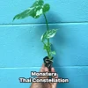 Monstera Thai Constellation Live Plant - Rare Variegated Indoor Houseplant 6-10 Inch - Image 1