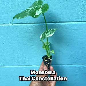 Monstera Thai Constellation Live Plant - Rare Variegated Indoor Houseplant 6-10 Inch - Image 1