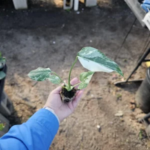 Monstera Thai Constellation Live Plant – Variegated Starter Plug – Indoor Tropical Foliage - Image 1