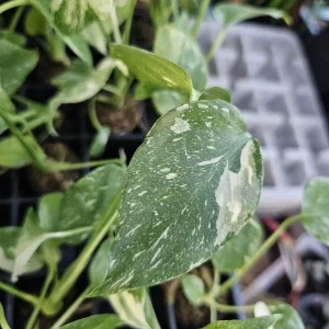 Monstera Thai Constellation Live Plant – Variegated Starter Plug – Indoor Tropical Foliage - Image 4