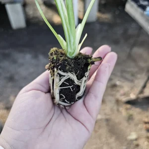 Monstera Thai Constellation Live Plant – Variegated Starter Plug – Indoor Tropical Foliage - Image 6