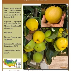 Monterey Pear Tree Live Plant – 2 to 3 Feet Tall – Ship in 6" Pot – Outdoor Fruit Tree - Image 1