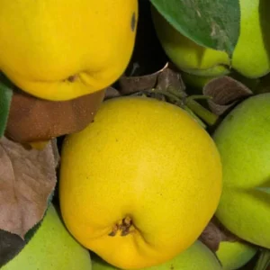 Monterrey Pear Tree Live Plant – 4 Feet Tall – Ship in 3 Gallon Pot - Image 1