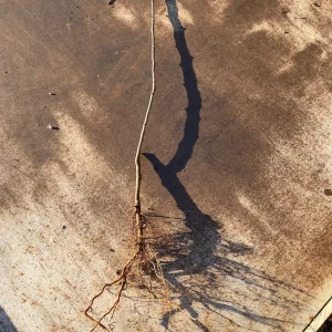 Moonglow Pear Tree Bareroot Live Plant – 2-3 ft Tall Fruit Tree – Zones 5-8 - Image 4