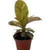 Moonshine Rubber Tree Live Plant - Rare Ficus Elastica 'Shivereana' - 2.5" Pot - Image 1