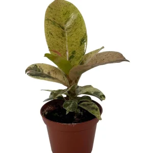 Moonshine Rubber Tree Live Plant - Rare Ficus Elastica 'Shivereana' - 2.5
