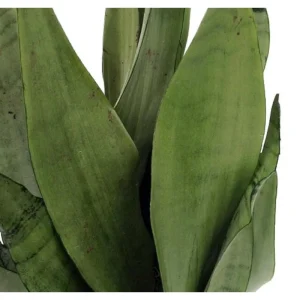 Moonshine Snake Plant Live Plant – Sansevieria – 4