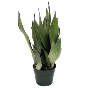 Moonshine Snake Plant Live Plant – Sansevieria – 4