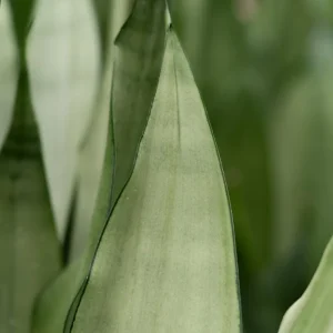 Moonshine Snake Plant Live Plant – Sansevieria – 4