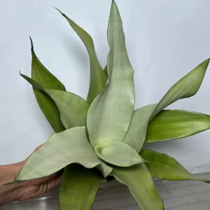 Moonshine Snake Plant - Live Sansevieria trifasciata 'Moonshine' - 6 in Pot - Indoor - Image 2