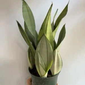 Moonshine Snake Plant - Live Sansevieria trifasciata 'Moonshine' - 6 in Pot - Indoor - Image 1