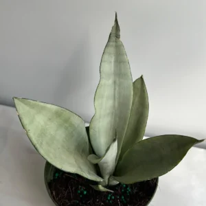 Moonshine Snake Plant - Live Sansevieria trifasciata 'Moonshine' - 6 in Pot - Indoor - Image 4