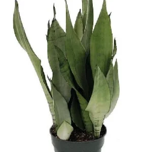 Moonshine Snake Plant - Sansevieria Trifasciata Live Plant - 6 inch Pot - Indoor - Image 2
