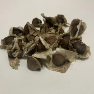 Moringa Oleifera Seeds - Grow Your Own Moringa Tree - Nutrient-Rich Superfood Seeds - Image 2