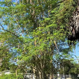 Moringa Oleifera Seeds - Miracle Tree Seeds for Growing - Image 2