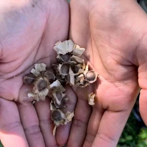 Moringa Oleifera Seeds - Miracle Tree Seeds for Growing - Image 1
