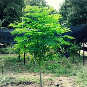 Moringa Tree Seeds for Planting - 35+ Non-GMO, Fast Growing, Perennial - Image 1