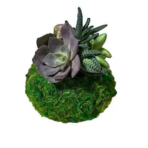 Moss Covered Revelation Waxed Amaryllis Bulb with Succulent Accent 34/36 - Image 2