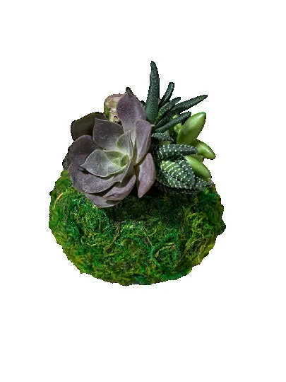 Moss Covered Revelation Waxed Amaryllis Bulb with Succulent Accent 34/36 - Image 2