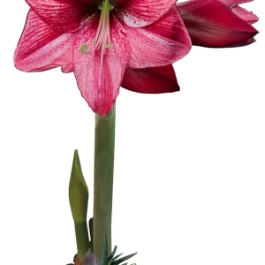 Moss Covered Revelation Waxed Amaryllis Bulb with Succulent Accent 34/36 - Image 1
