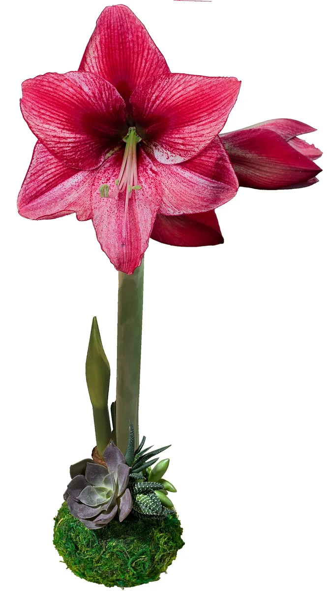 Moss Covered Revelation Waxed Amaryllis Bulb with Succulent Accent 34/36 - Image 1