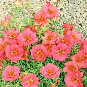 Moss Rose Purslane Portulaca Grandiflora Flower Seeds - Succulent Flowering Plant - Image 3