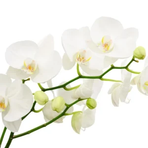 Moth Orchid Live Plant – Phalaenopsis – 4 inch Pot – Easy Care Houseplant - Image 1