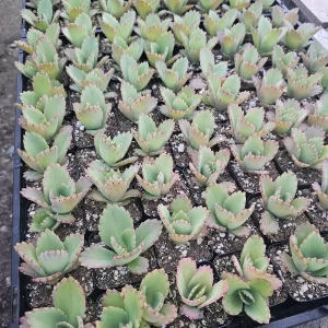 Mother of Thousands Kalanchoe daigremontiana Live Succulent Plant 2in or 4in Pot Indoor - Image 2