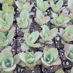 Mother of Thousands Kalanchoe daigremontiana Live Succulent Plant 2in or 4in Pot Indoor - Image 3