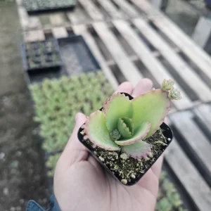 Mother of Thousands Kalanchoe daigremontiana Live Succulent Plant 2in or 4in Pot Indoor - Image 1