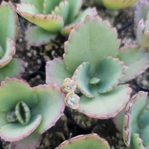Mother of Thousands Kalanchoe daigremontiana Live Succulent Plant 2in or 4in Pot Indoor - Image 4