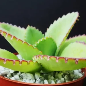 Mother of Thousands Kalanchoe Daigremontiana Seeds - Succulent - 25 Seeds - Image 2