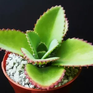 Mother of Thousands Kalanchoe Daigremontiana Seeds - Succulent - 25 Seeds - Image 3