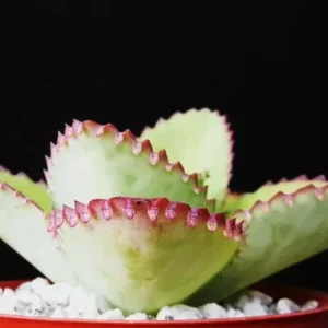 Mother of Thousands Kalanchoe Daigremontiana Seeds - Succulent - 25 Seeds - Image 4