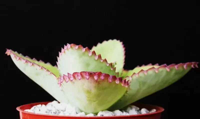 Mother of Thousands Kalanchoe Daigremontiana Seeds - Succulent - 25 Seeds - Image 4