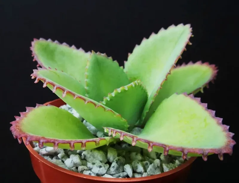 Mother of Thousands Kalanchoe Daigremontiana Seeds - Succulent - 25 Seeds - Image 1