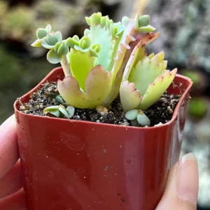 Mother of Thousands Kalanchoe Plant - Live Succulent in 2