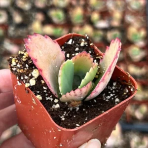 Mother of Thousands Kalanchoe Plant - Live Succulent in 2
