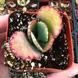 Mother of Thousands Kalanchoe Plant - Live Succulent in 2