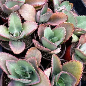 Mother of Thousands Kalanchoe Plant - Live Succulent in 2